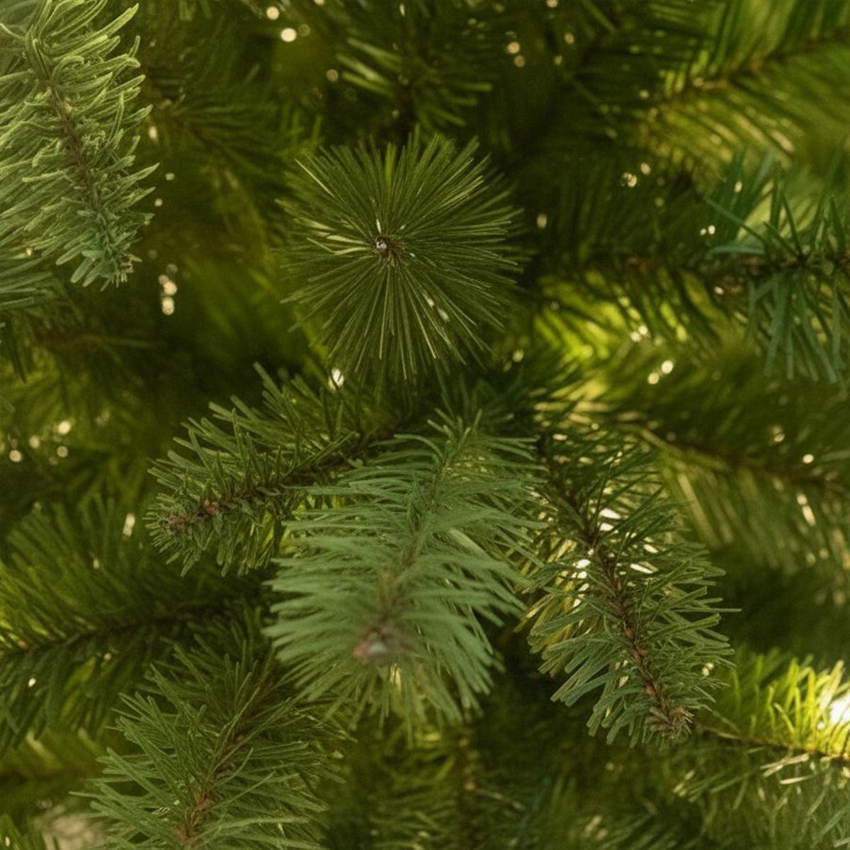 Windsor Fir Artificial PE Christmas Tree 6.5FT, 7.5FT, 8.5FT, 10FT