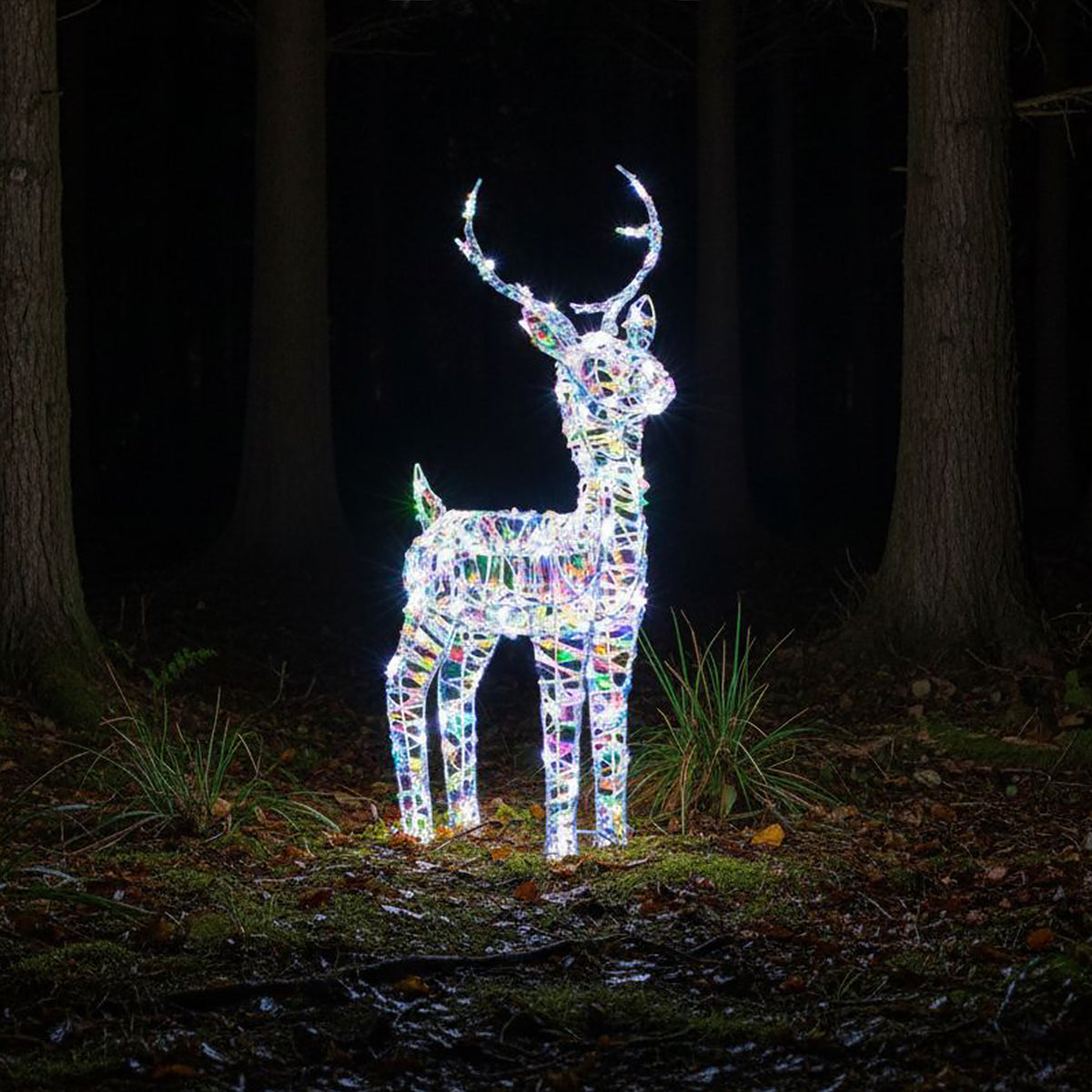 Christmas Reindeer Lights - 80CM Laser Light Up Small Stag with 90 White LEDs